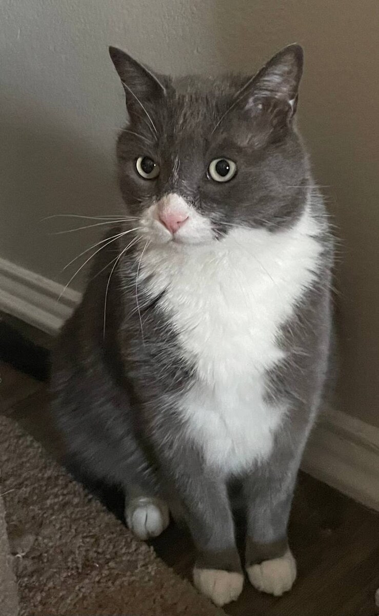 Dexter the gray and white cat sitting indoors