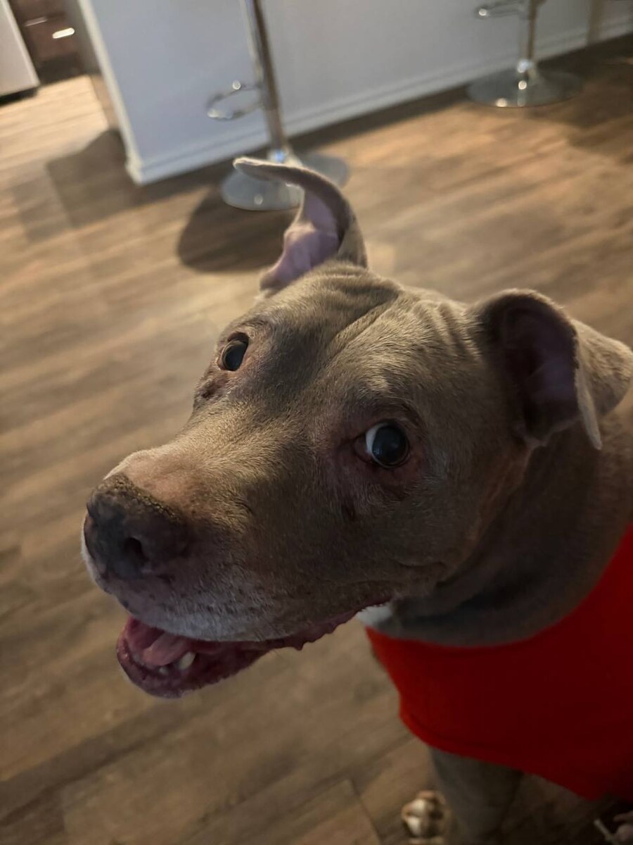 Jelly the dog looking up indoors