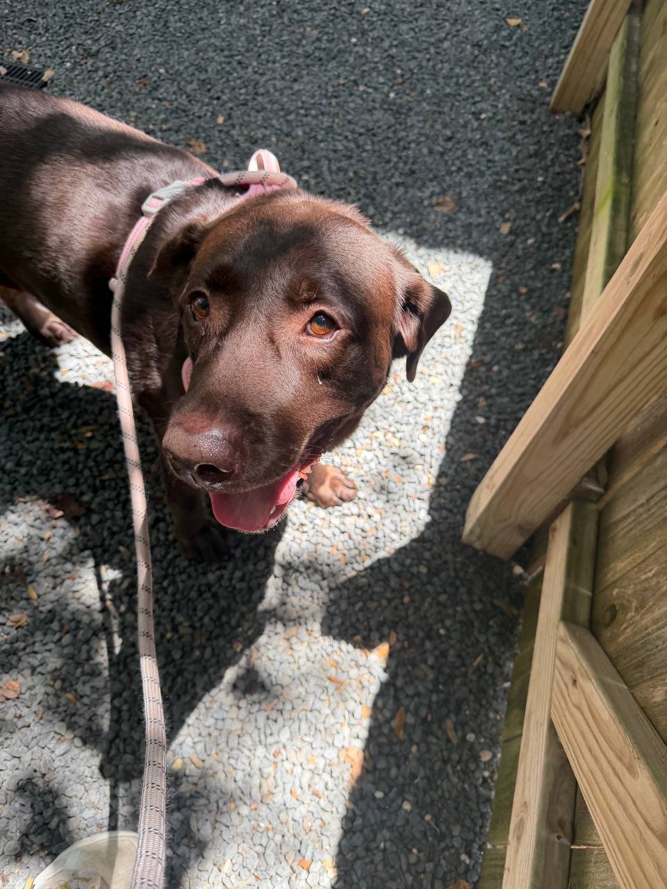Nala looking up during a leashed outdoor visit