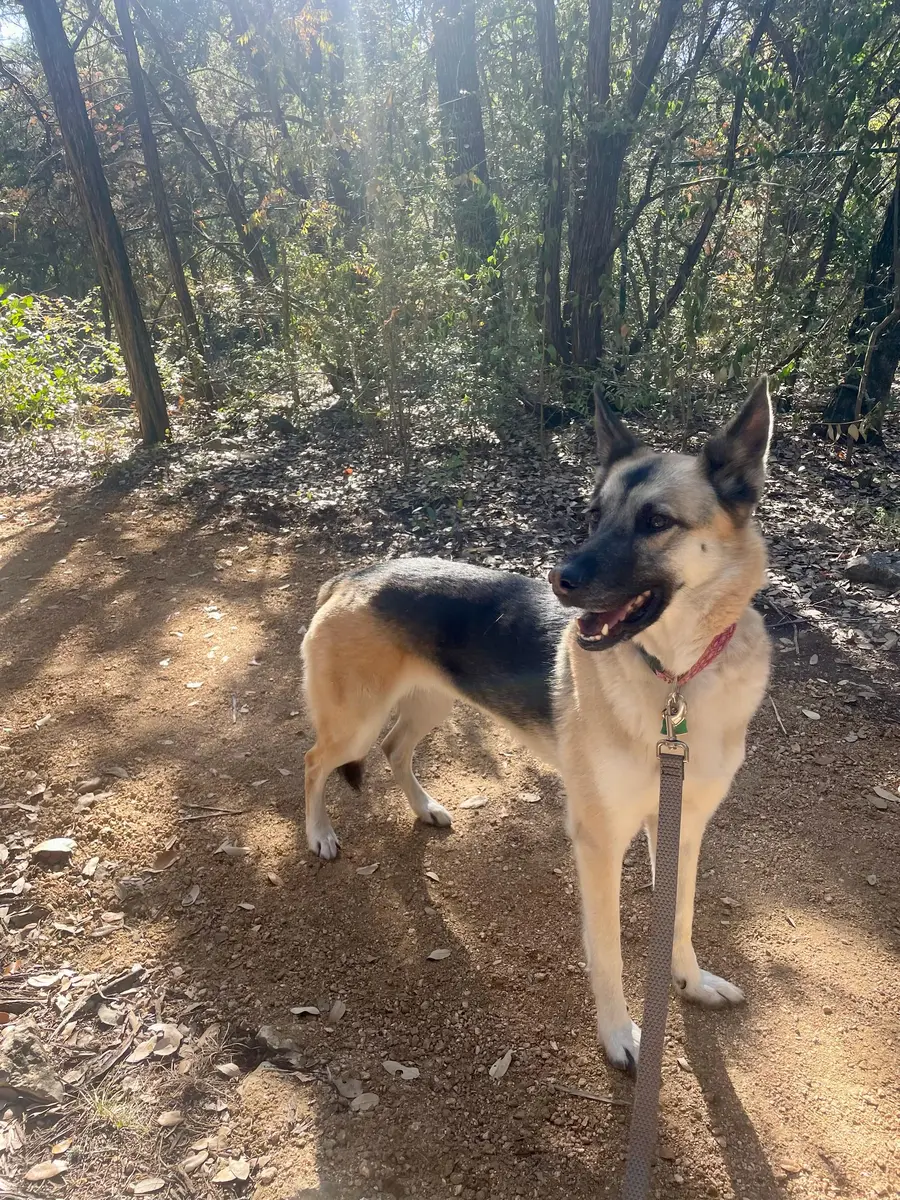 Sasha standing on a shaded trail on a leash