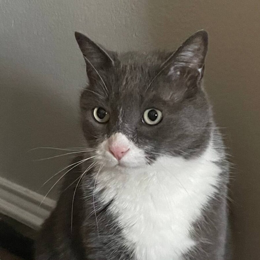 Dexter the gray and white cat sitting indoors