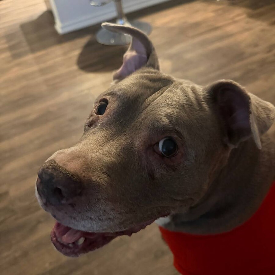 Jelly the dog looking up indoors